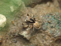Stenaelurillus vyaghri