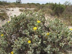 Oedera spathulifolia