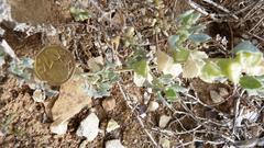 Atriplex lindleyi inflata
