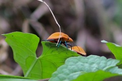 Tectocoris