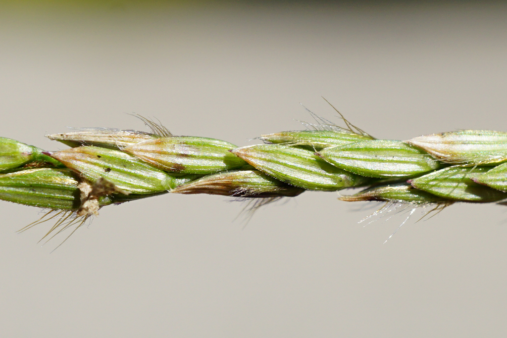 Hairy Crabgrass