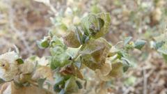 Atriplex lindleyi inflata
