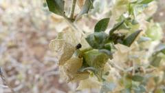 Atriplex lindleyi inflata