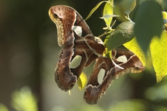 Rothschildia arethusa