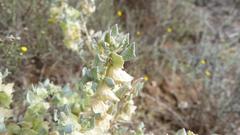Atriplex lindleyi inflata