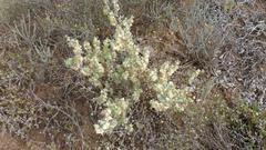 Atriplex lindleyi inflata