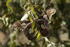 Rothschildia arethusa