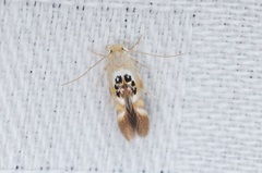 Hieromantis arcuata