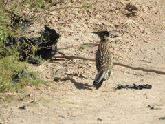 Geococcyx californianus