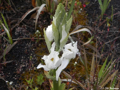 Chloraea crispa