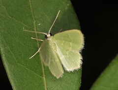 Idiochlora minuscula