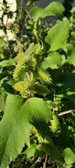 Xanthium orientale