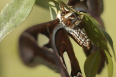 Rothschildia arethusa