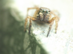 Stenaelurillus vyaghri