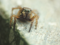 Stenaelurillus vyaghri