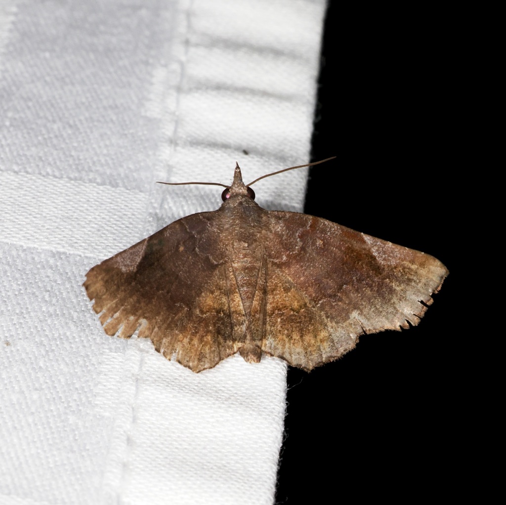 Pangrapta neoobscurata