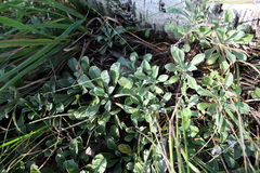 Antennaria dioica