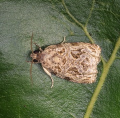 Phaecasiophora leechi