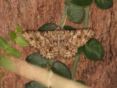 Racotis boarmiaria