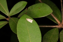 Autosticha calceata
