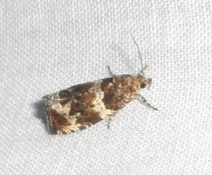 Olethreutes valdanum