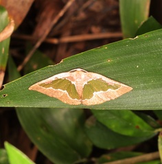 Celenna festivaria