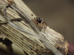 Stenaelurillus vyaghri