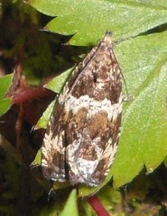 Olethreutes valdanum