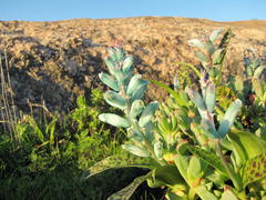 Lachenalia viridiflora