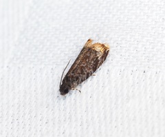 Pseudacroclita hapalaspis