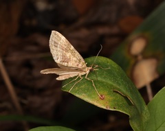 Sauris purpurotincta