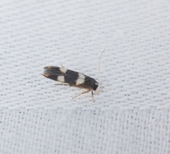 Stathmopoda paradiplaspis