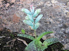 Lachenalia viridiflora