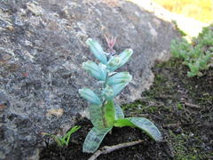 Lachenalia viridiflora