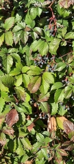 Parthenocissus