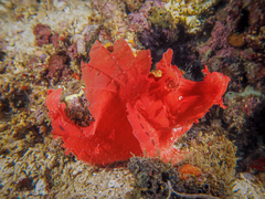 Rhinopias eschmeyeri