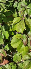 Parthenocissus