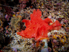 Rhinopias eschmeyeri