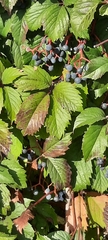 Parthenocissus