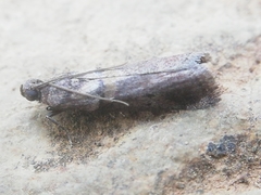 Acrobasis sodalella