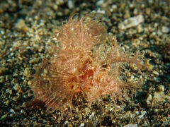 Pteroidichthys amboinensis