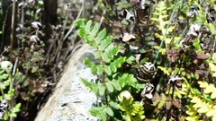 Paragymnopteris marantae