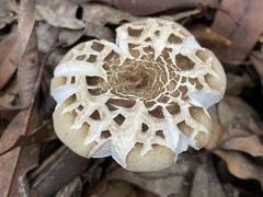 Russula castanopsidis