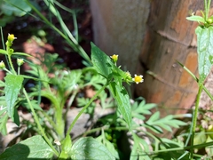 Galinsoga parviflora