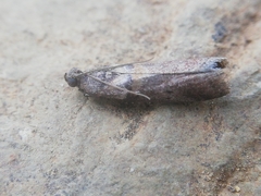 Acrobasis sodalella