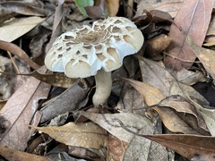 Russula castanopsidis