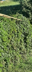 Parthenocissus
