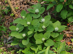 Chloranthus fortunei