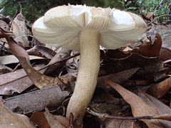 Russula castanopsidis