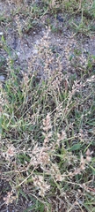 Poaceae